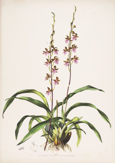 Illustratie van Rhynchostele bictoniensis (als syn. Cyrtochilum bictoniense) door Augusta Innes Withers